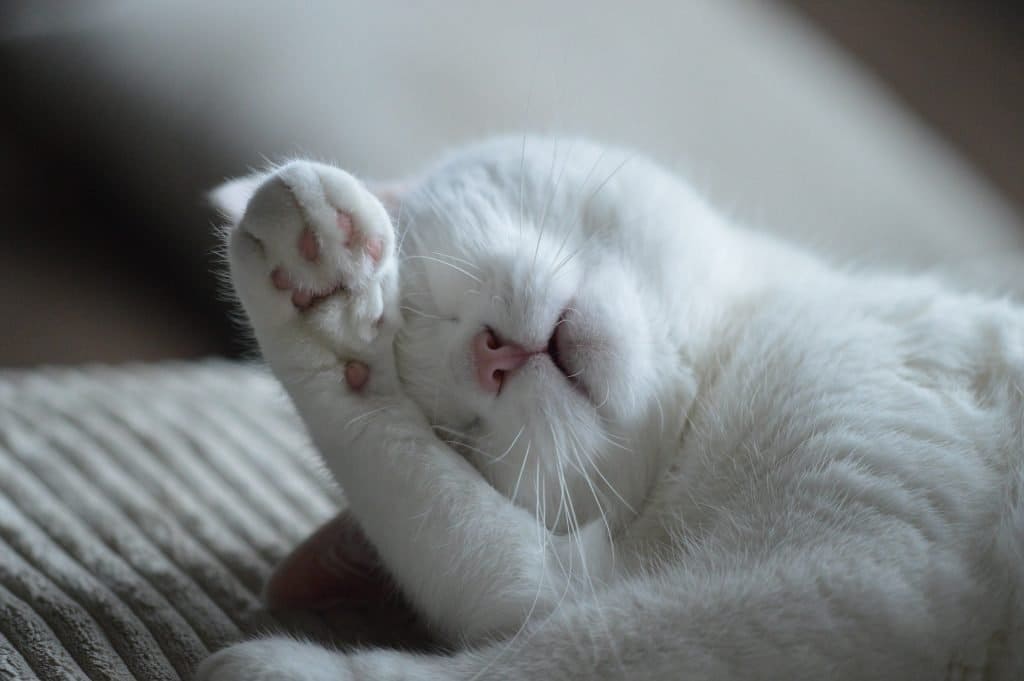 gato blanco durmiendo