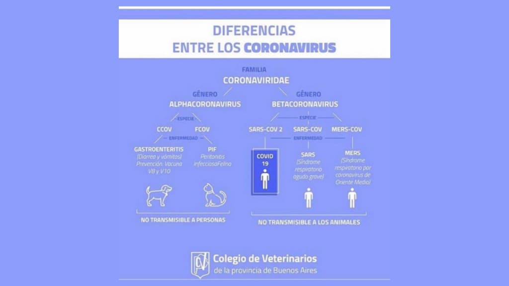 diferencias coronavirus personas y gatos